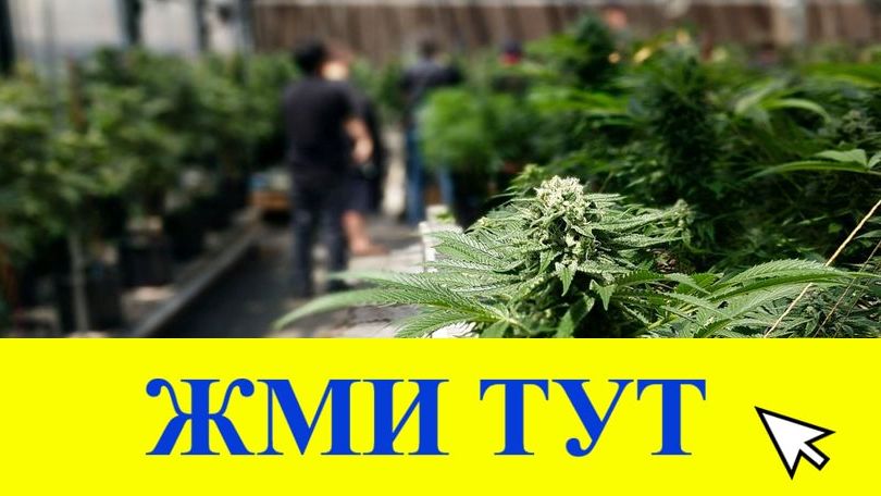 Купить наркотики в Камышине